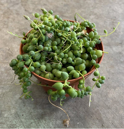 4" String of Pearls Green